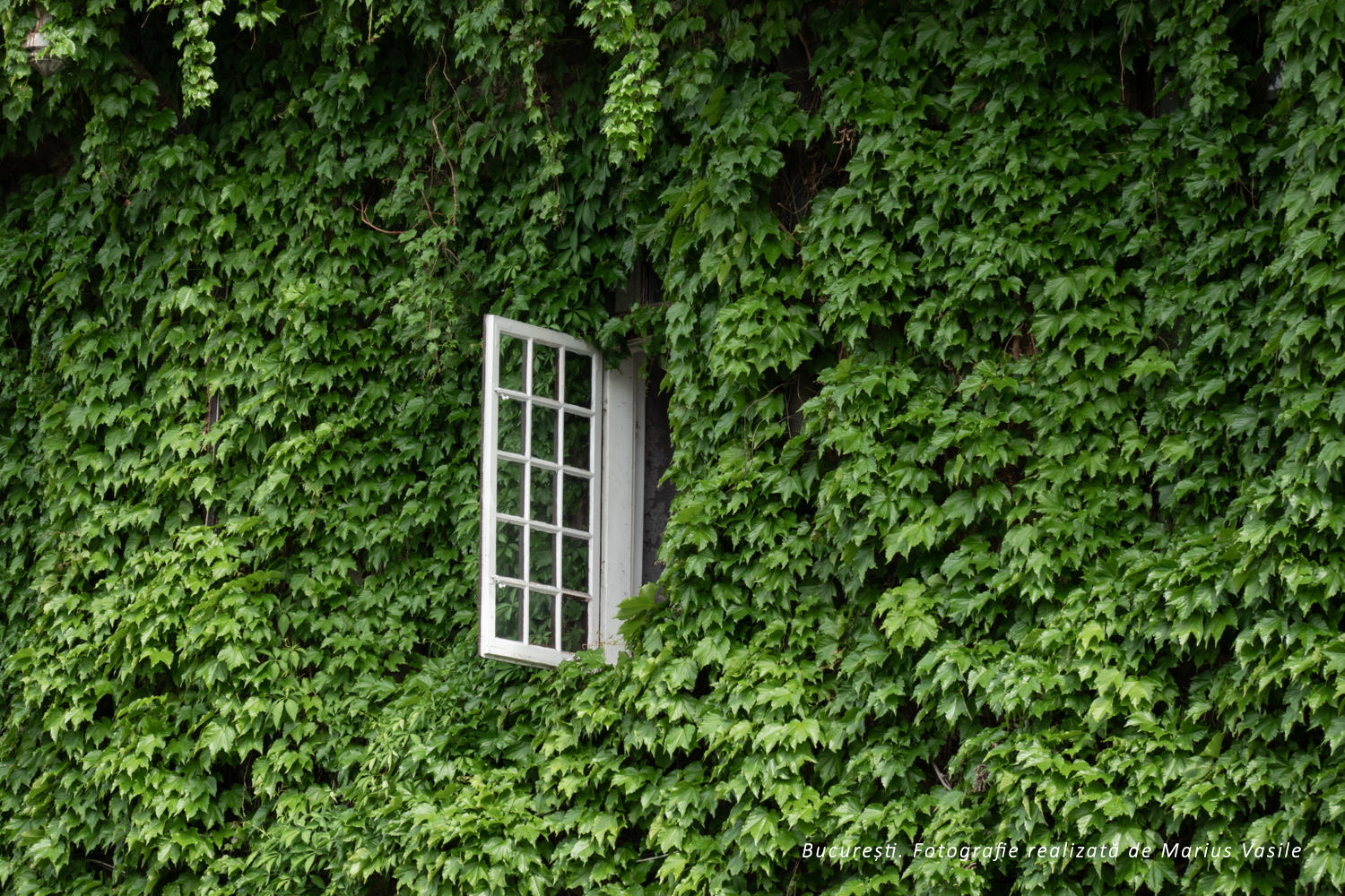 bucarest ventana.jpg