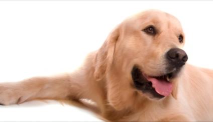 Viajar con animales de compañía